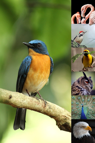 Tierfoto-Collage erstellen – Premiumdruck deiner Natur- & Wildtierfotos online