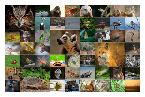 Tierfoto-Collage erstellen – Premiumdruck deiner Natur- & Wildtierfotos online