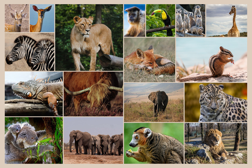 Tierfoto-Collage erstellen – Premiumdruck deiner Natur- & Wildtierfotos online