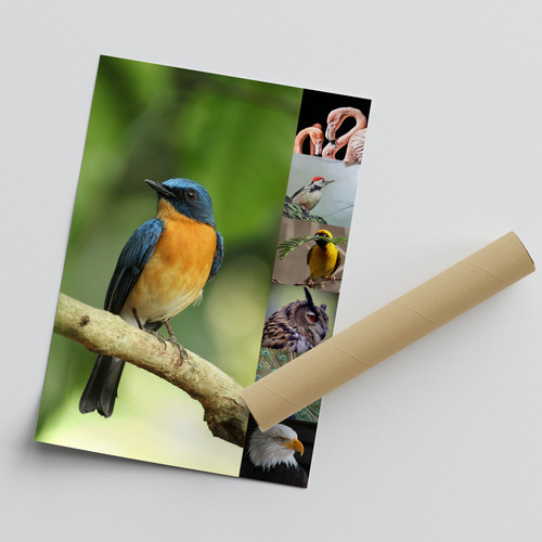 Tierfoto-Collage erstellen – Premiumdruck deiner Natur- & Wildtierfotos online