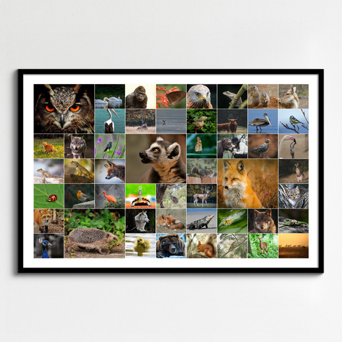 Tierfoto-Collage erstellen – Premiumdruck deiner Natur- & Wildtierfotos online