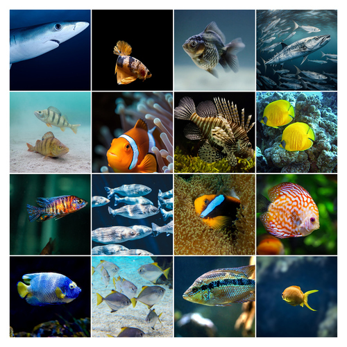 Unterwasser-Tierfoto-Collage online erstellen – deine Tauchmotive als Premium-Druck