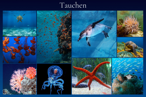 Unterwasser-Tierfoto-Collage online erstellen – deine Tauchmotive als Premium-Druck