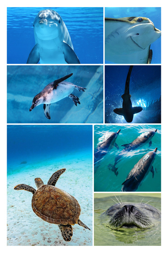 Unterwasser-Tierfoto-Collage online erstellen – deine Tauchmotive als Premium-Druck