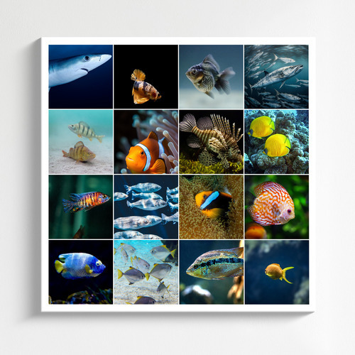 Unterwasser-Tierfoto-Collage online erstellen – deine Tauchmotive als Premium-Druck